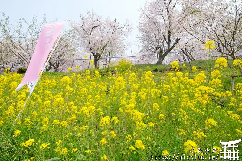 岡山景點-津山城櫻花|日本櫻花名所百選,超過1000株櫻花與油菜花同時盛開