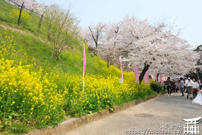 岡山景點-津山城櫻花|日本櫻花名所百選,超過1000株櫻花與油菜花同時盛開