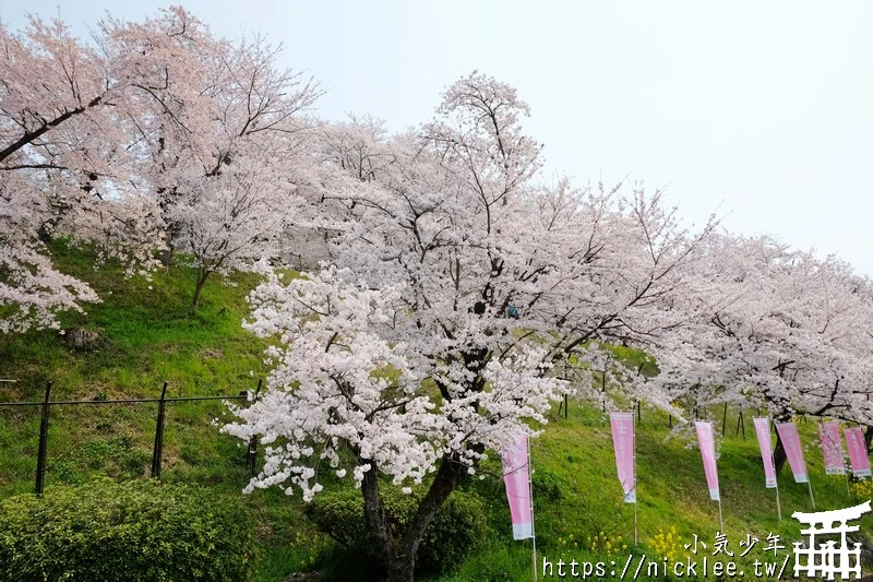 岡山景點-津山城櫻花|日本櫻花名所百選,超過1000株櫻花與油菜花同時盛開