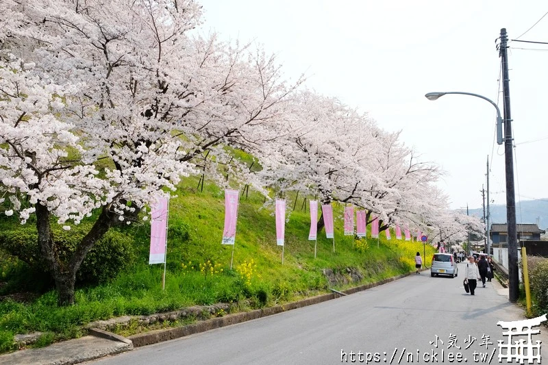 岡山景點-津山城櫻花|日本櫻花名所百選,超過1000株櫻花與油菜花同時盛開