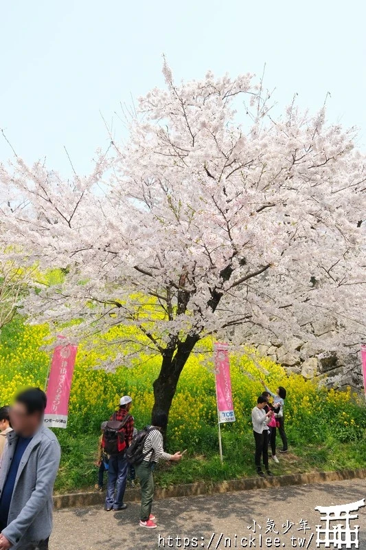 岡山景點-津山城櫻花|日本櫻花名所百選,超過1000株櫻花與油菜花同時盛開