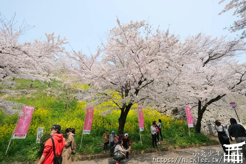 岡山景點-津山城櫻花|日本櫻花名所百選,超過1000株櫻花與油菜花同時盛開