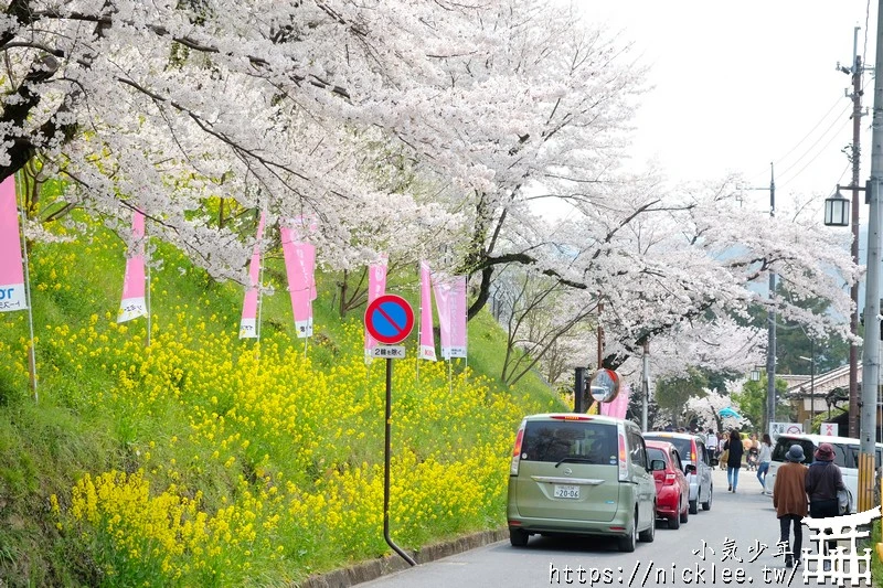 岡山景點-津山城櫻花|日本櫻花名所百選,超過1000株櫻花與油菜花同時盛開