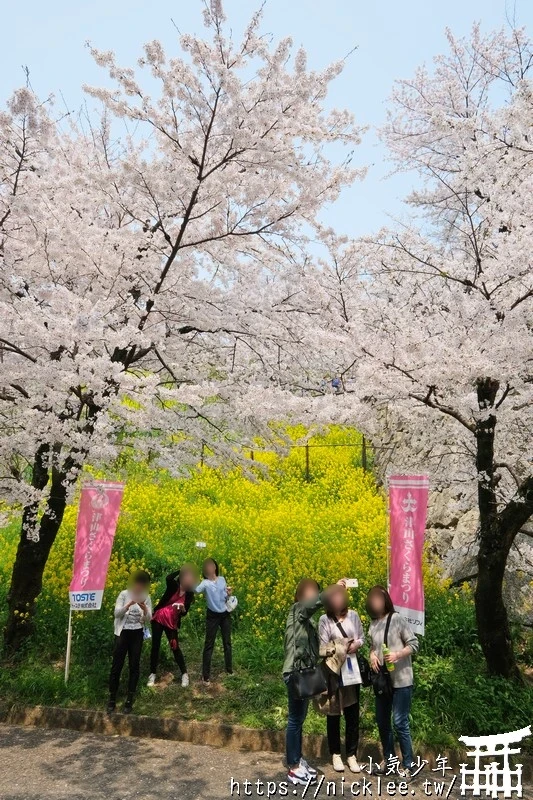 岡山景點-津山城櫻花|日本櫻花名所百選,超過1000株櫻花與油菜花同時盛開