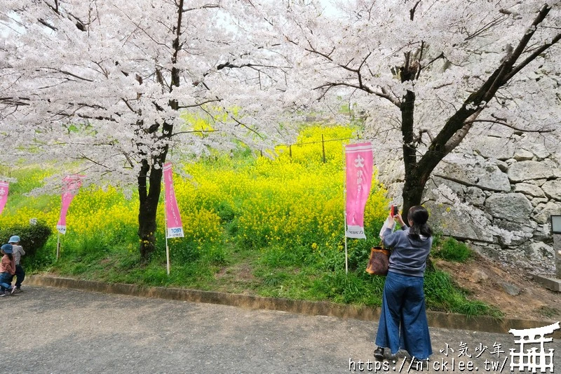 岡山景點-津山城櫻花|日本櫻花名所百選,超過1000株櫻花與油菜花同時盛開