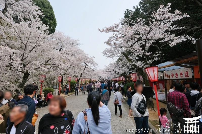 岡山景點-津山城櫻花|日本櫻花名所百選,超過1000株櫻花與油菜花同時盛開