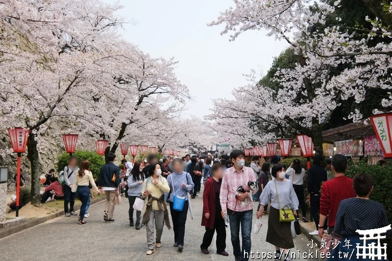 岡山景點-津山城櫻花|日本櫻花名所百選,超過1000株櫻花與油菜花同時盛開