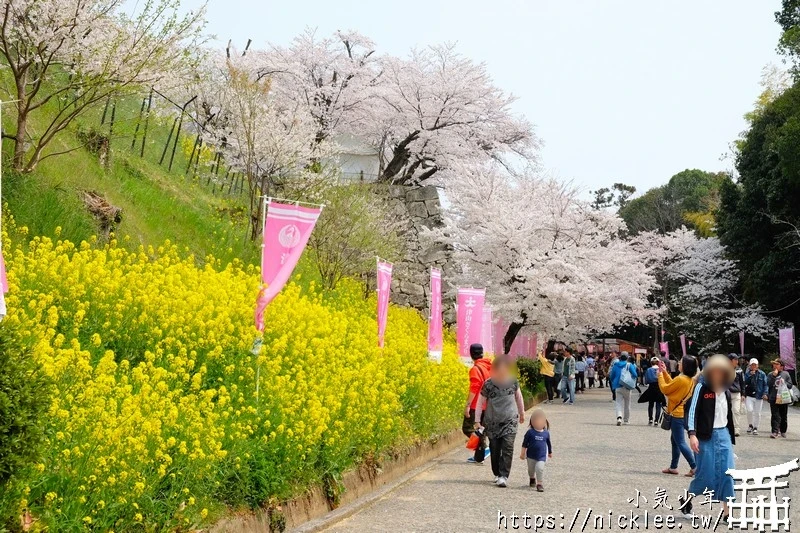 岡山景點-津山城櫻花|日本櫻花名所百選,超過1000株櫻花與油菜花同時盛開