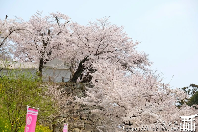 岡山景點-津山城櫻花|日本櫻花名所百選,超過1000株櫻花與油菜花同時盛開