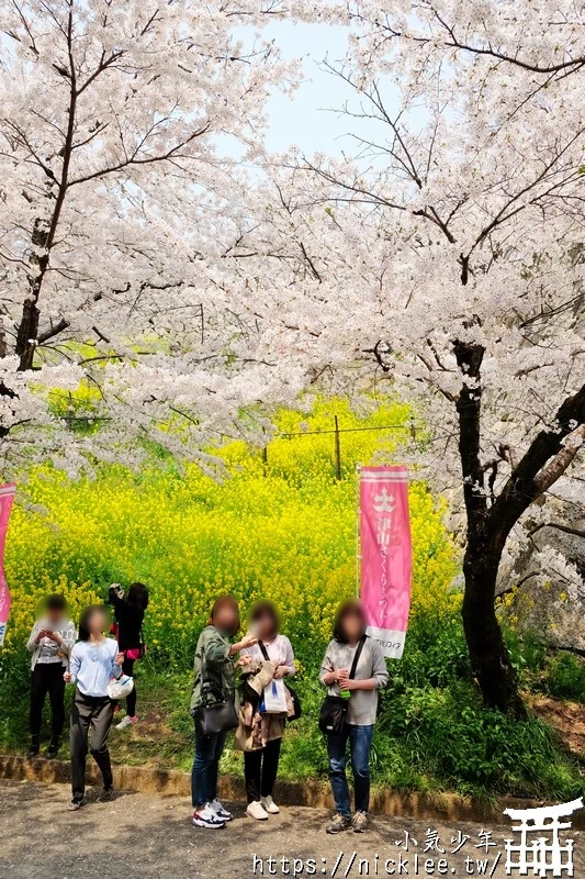 岡山景點-津山城櫻花|日本櫻花名所百選,超過1000株櫻花與油菜花同時盛開