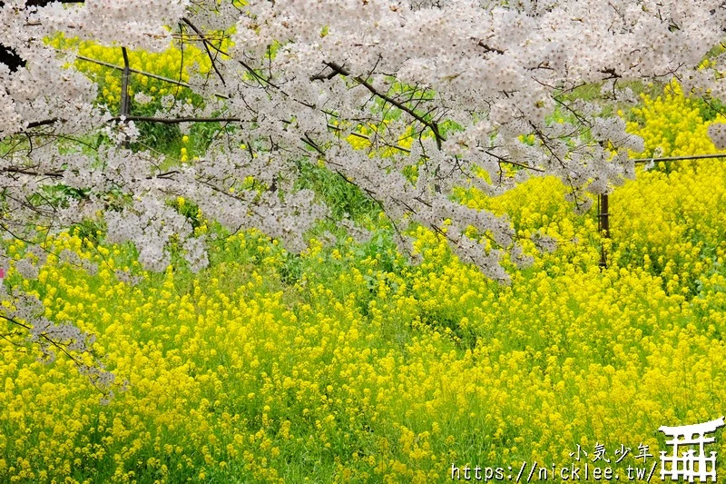 岡山景點-津山城櫻花|日本櫻花名所百選,超過1000株櫻花與油菜花同時盛開