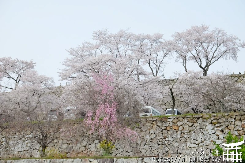 岡山景點-津山城櫻花|日本櫻花名所百選,超過1000株櫻花與油菜花同時盛開