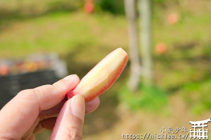 青森五所川原蘋果：榮紅．レッドキュー．御所川原-探訪在地的秋季滋味