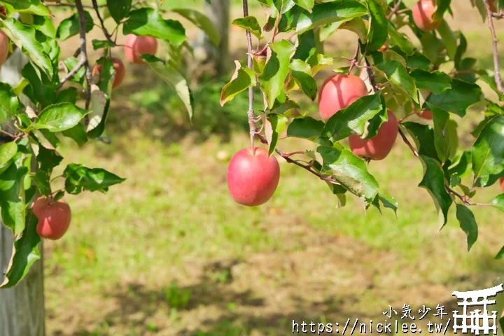 青森五所川原蘋果：榮紅．レッドキュー．御所川原-探訪在地的秋季滋味
