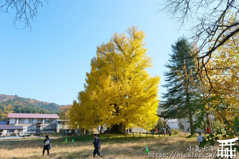 福島南會津町-古町大銀杏-樹齡800年的大銀杏