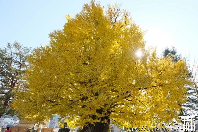 福島南會津町-古町大銀杏-樹齡800年的大銀杏