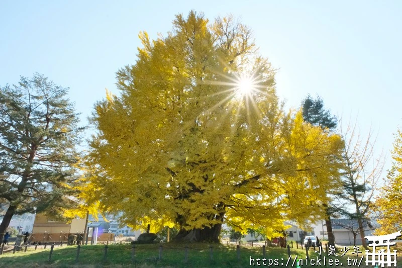 福島南會津町-古町大銀杏-樹齡800年的大銀杏