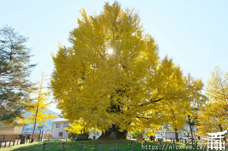 福島南會津町-古町大銀杏-樹齡800年的大銀杏