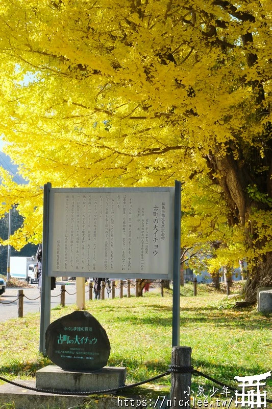 福島南會津町-古町大銀杏-樹齡800年的大銀杏