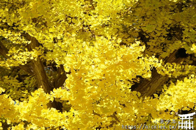 福島南會津町-古町大銀杏-樹齡800年的大銀杏