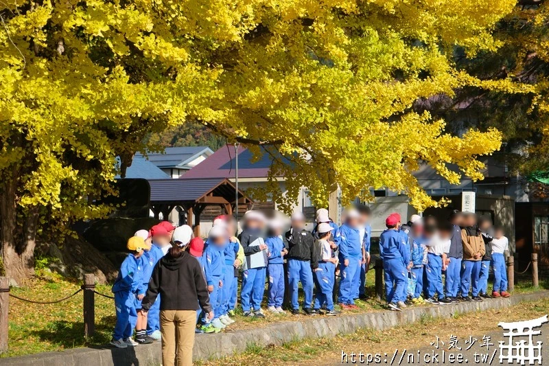 福島南會津町-古町大銀杏-樹齡800年的大銀杏