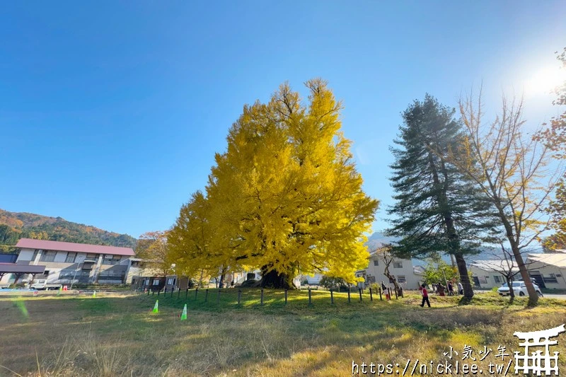 福島南會津町-古町大銀杏-樹齡800年的大銀杏