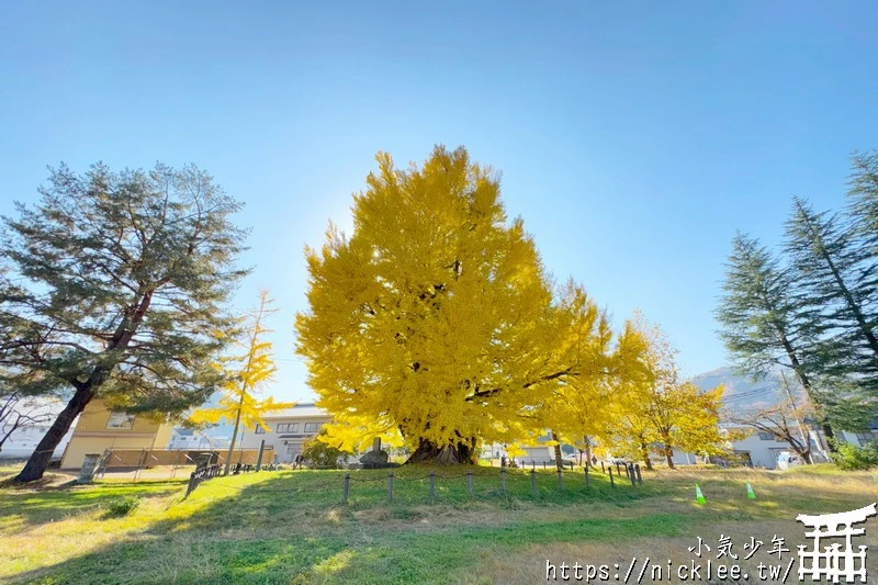 福島南會津町-古町大銀杏-樹齡800年的大銀杏