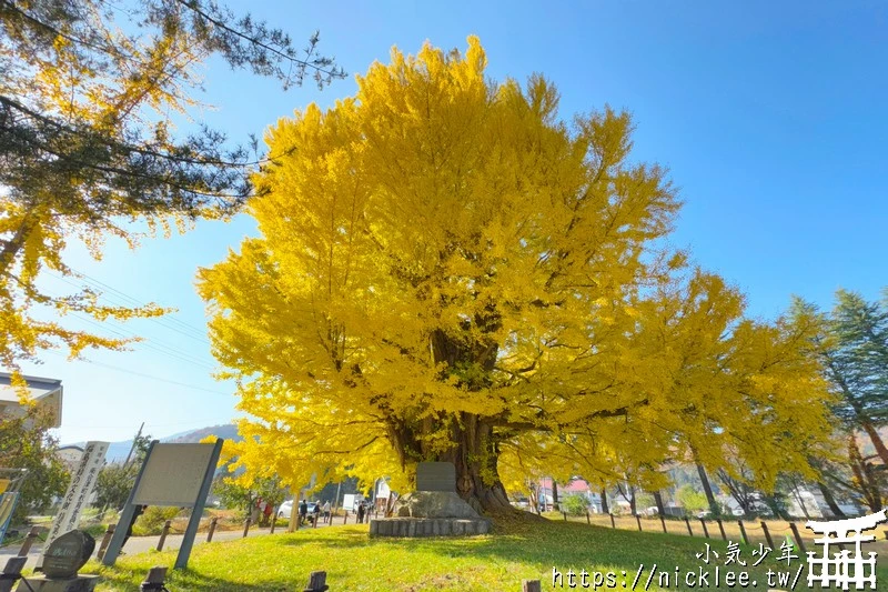 福島南會津町-古町大銀杏-樹齡800年的大銀杏