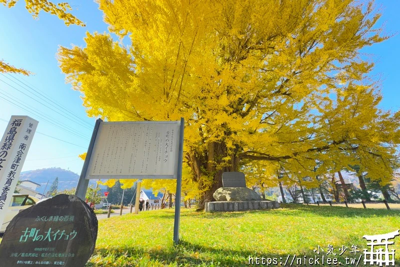 福島南會津町-古町大銀杏-樹齡800年的大銀杏