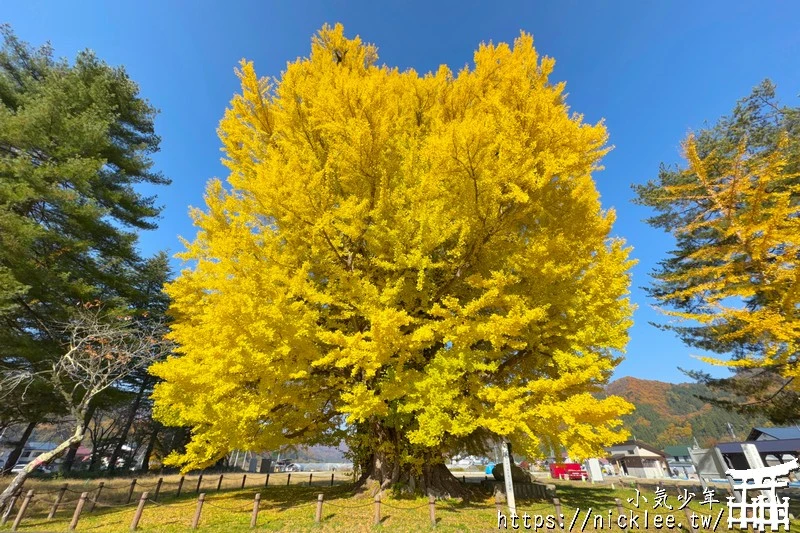 福島南會津町-古町大銀杏-樹齡800年的大銀杏