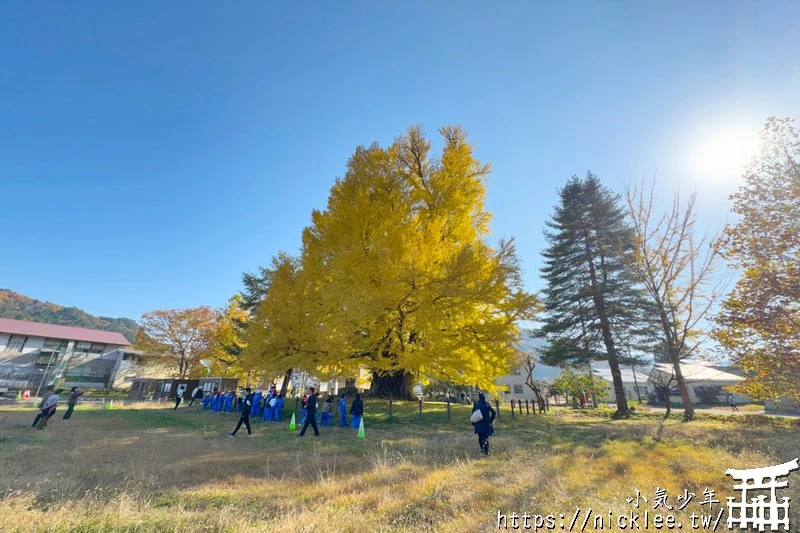 福島南會津町-古町大銀杏-樹齡800年的大銀杏