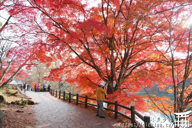 福島五色沼|福島秋天賞楓景點,米其林1星景點