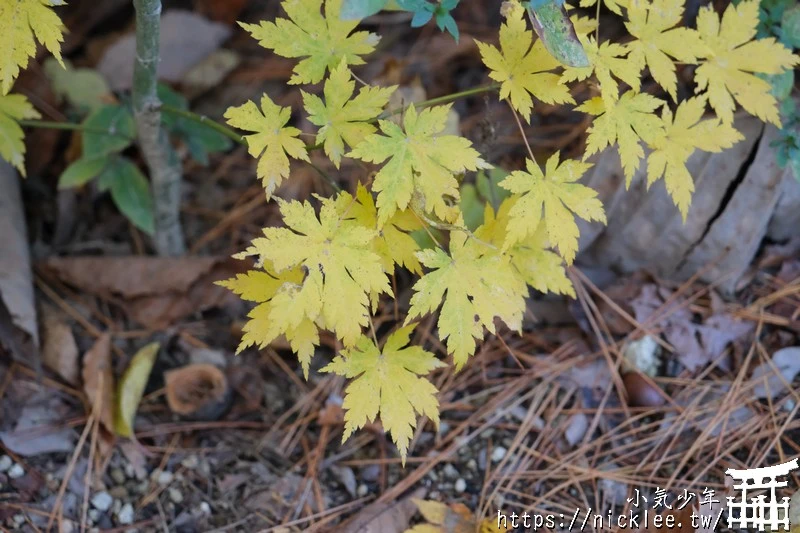 【福島】再訪鐵道美景-只見線的秋天與冬天|日本10條賞楓最佳的鐵道路線第1名