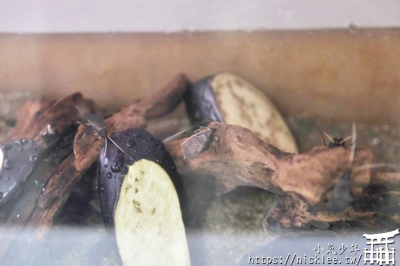 津輕鐵道怎麼搭?路線圖、觀光景點與搭乘重點一次整理|暖爐列車,鈴蟲列車,風鈴列車