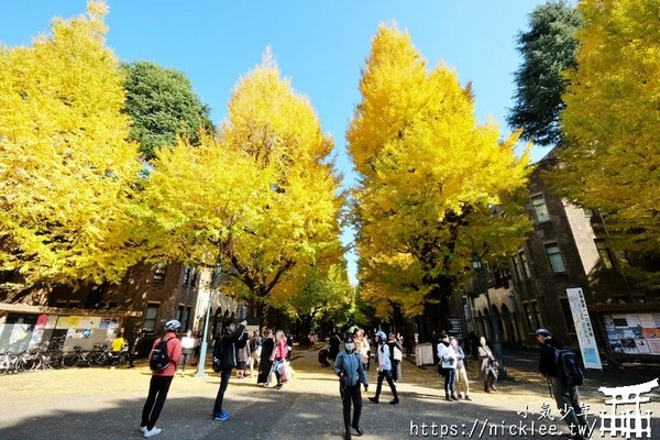 東京銀杏景點-東京大學銀杏並木道-順便到大學食堂吃便宜拉麵