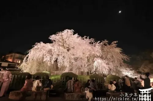 2024關西夜櫻資訊-京阪神奈的夜櫻情報-推薦京都市區內的免費夜櫻景點