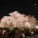 2024關西夜櫻資訊-京阪神奈的夜櫻情報-推薦京都市區內的免費夜櫻景點