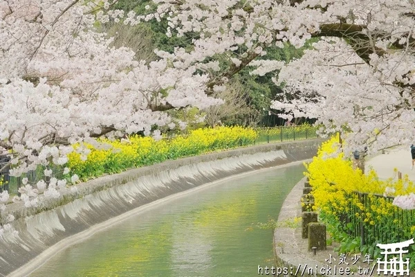 京都賞櫻景點推薦-山科疏水櫻花-4公里長的櫻花步道,可同時欣賞櫻花與油菜花盛開