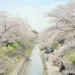 【奈良賞櫻景點】高田千本櫻-2.5公里長的櫻花步道,有許多攤販聚集,晚上還有夜櫻可看