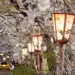 【京都夜櫻景點】祇園白川夜櫻|高瀨川夜櫻-最推薦的3個免費京都夜櫻景點